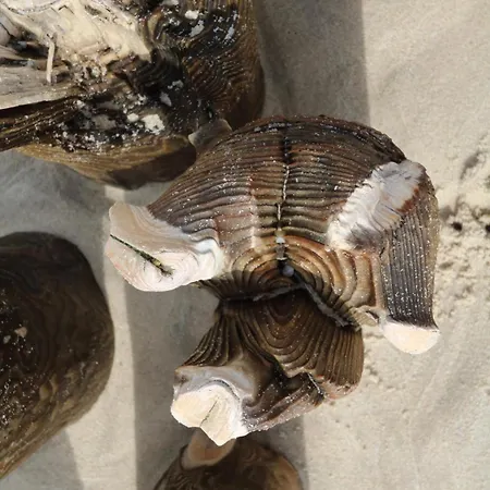 Hedighues 11-2 Appartamento *